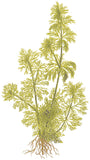 Limnophilia Sessiliflora