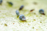 Blue Ramshorn Snails (Indoplanorbis Exustus)