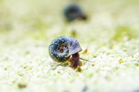 Blue Ramshorn Snails (Indoplanorbis Exustus)