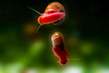 Red Ramshorn Snails (Indoplanorbis Exustus)