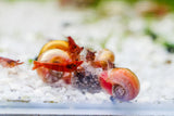 Red Ramshorn Snails (Indoplanorbis Exustus)