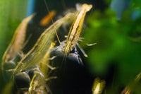 Bamboo Shrimp, Wood Shrimp / Atyopsis