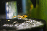 Tiger Shrimp