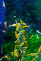 Spirulina Shrimp Lollies