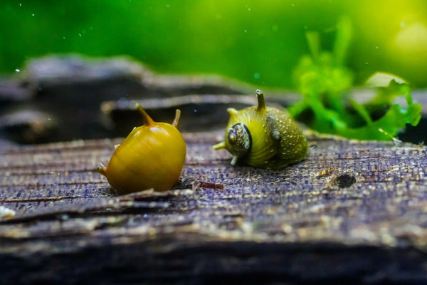 Horned Nerite Snails (Clithon corona)
