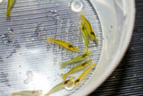 Green Babaulti Shrimp