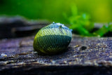 Horned Nerite Snails (Clithon corona)