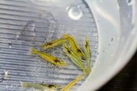 Green Babaulti Shrimp