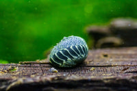 Nerite Snails Mixed Pattern (Neritina natalensis)