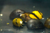 Nerite Snails Mixed Pattern (Neritina natalensis)